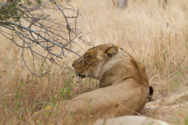 20120728   Sudafrica 0218